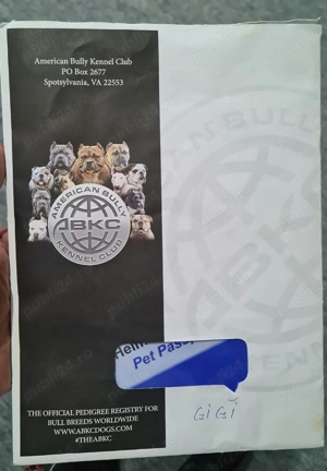 Femela American bully xl 