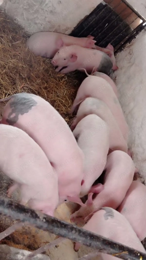 Șoldani rasa Marele Alb  - imagine 2