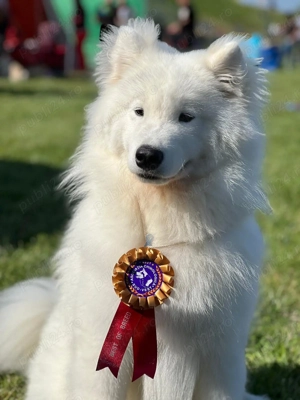 Puiuț Samoyed de vânzare, tatăl Eros-multiplu campion - imagine 3