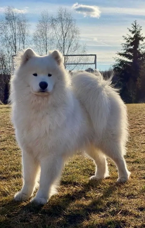 Puiuț Samoyed de vânzare, tatăl Eros-multiplu campion - imagine 2