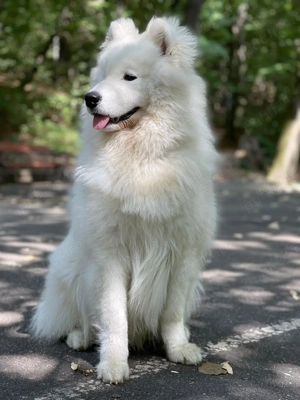 Puiuț Samoyed de vânzare, tatăl Eros-multiplu campion - imagine 4