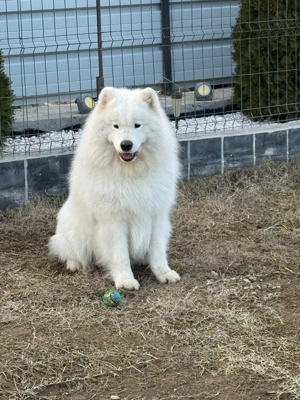 Puiuț Samoyed de vânzare, tatăl Eros-multiplu campion - imagine 5