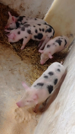 Purcei rasa Petrean  - imagine 2