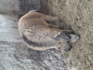 Vând vier mangalita  - imagine 3