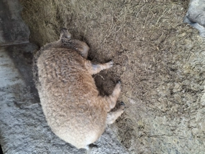 Vând vier mangalita  - imagine 2