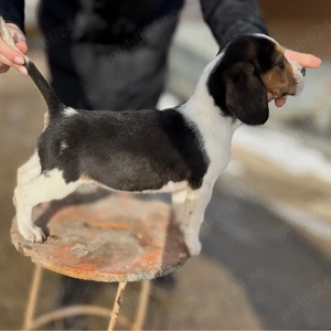 Beagle tricolor  - imagine 3