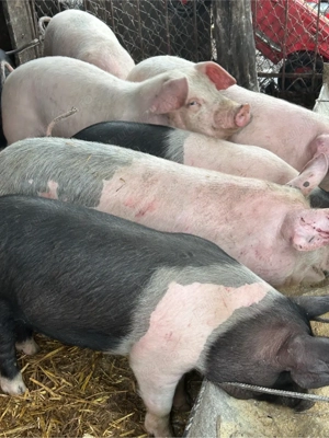 soldanasi  - imagine 2