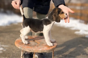 Beagle tricolor  - imagine 2