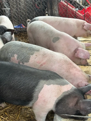 soldanasi  - imagine 3