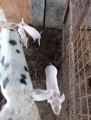 Purcei mai sunt 3 bucati - imagine 5