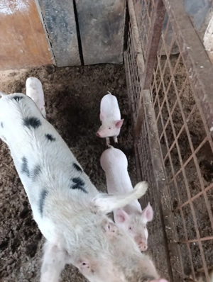 Purcei mai sunt 3 bucati - imagine 2