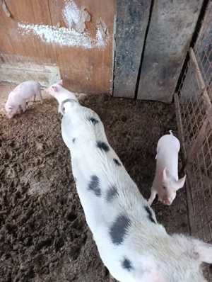 Purcei mai sunt 3 bucati - imagine 3