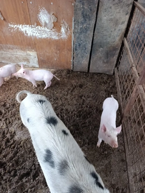 Purcei mai sunt 3 bucati - imagine 4