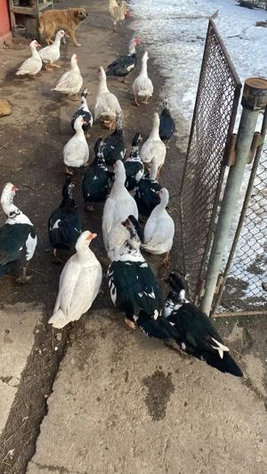 vand rate si ratoi - imagine 2