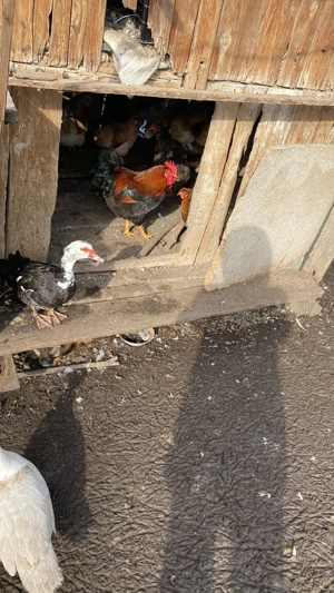 vand rate si ratoi - imagine 5