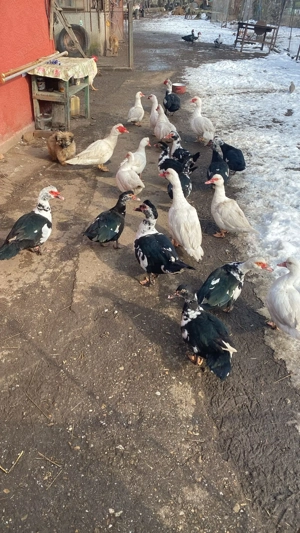 vand rate si ratoi - imagine 3