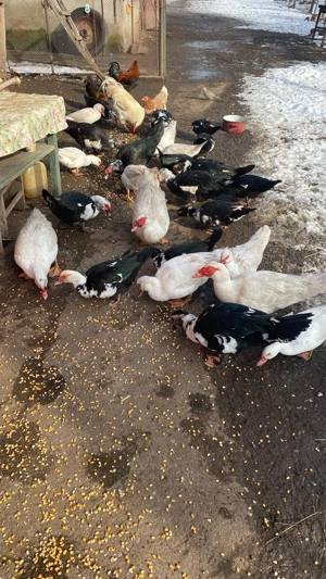 vand rate si ratoi - imagine 4