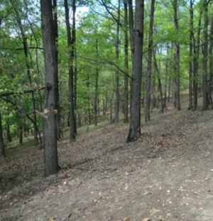 Vand padure 2Ha, Buzau