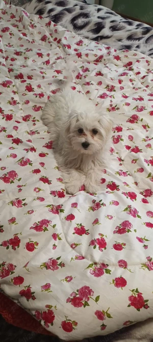 De vinzare bison maltez fetita  - imagine 2