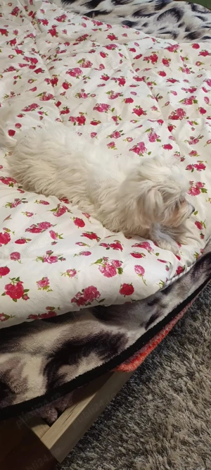 De vinzare bison maltez fetita  - imagine 3