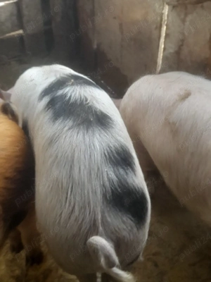 porc.        - imagine 2