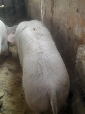 porc.        - imagine 3