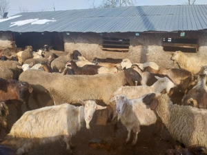 Vând berbec în vârstă de 2 ani jumate - imagine 2