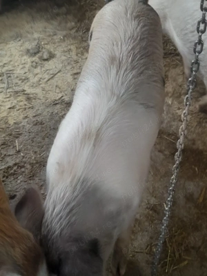 porc.        - imagine 4