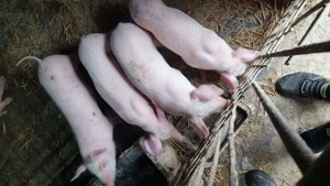 Purcei de vânzare  - imagine 2