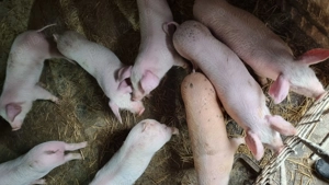 Purcei de vânzare  - imagine 5