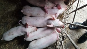 Purcei de vânzare  - imagine 3