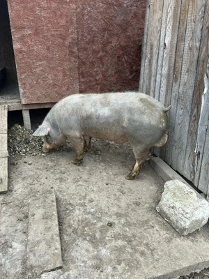 vand vier pietran - imagine 3