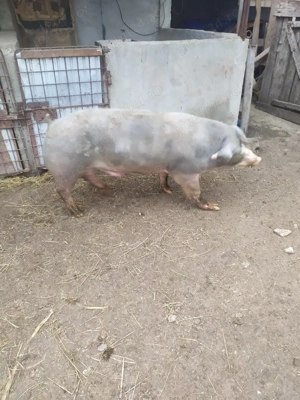 vand vier pietran - imagine 2