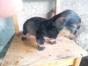 Schimba căsuța o fetiță de tekel sârmos 