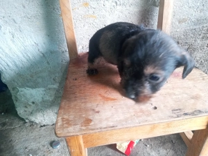 Schimba căsuța o fetiță de tekel sârmos  - imagine 3