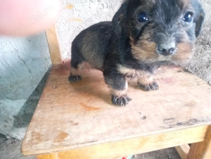 Schimba căsuța o fetiță de tekel sârmos  - imagine 2