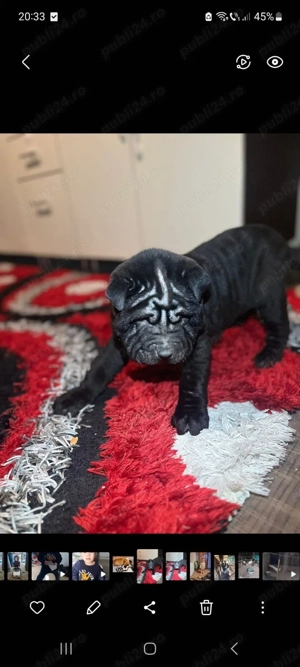 Căței shar-pei - imagine 2