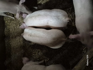 Purcei si scrofite de reproducție  frumosi rasa petrain cu landrace,petrain pur  si landrace  - imagine 3