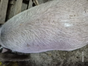 Purcei si scrofite de reproducție  frumosi rasa petrain cu landrace,petrain pur  si landrace  - imagine 4