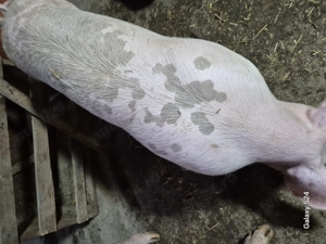 Purcei si scrofite de reproducție  frumosi rasa petrain cu landrace,petrain pur  si landrace  - imagine 5