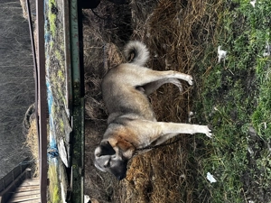 De vânzare Kangal vârstă 2 ani - imagine 2