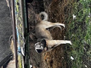 De vânzare Kangal vârstă 2 ani - imagine 3