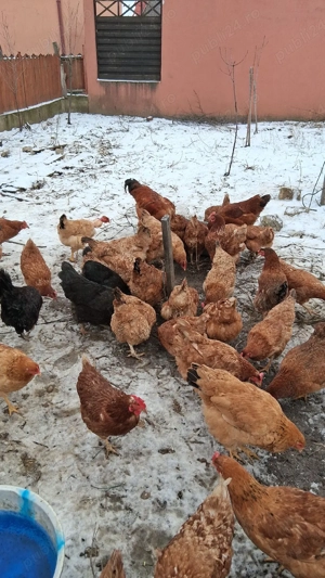 Vand gaini si cocos curte