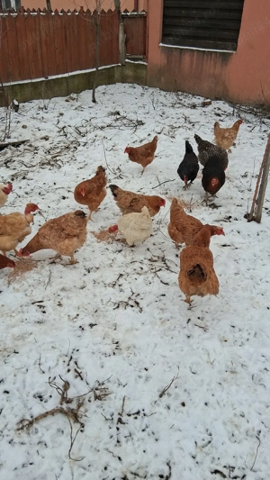 Vand gaini si cocos curte - imagine 3