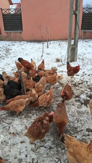 Vand gaini si cocos curte - imagine 4