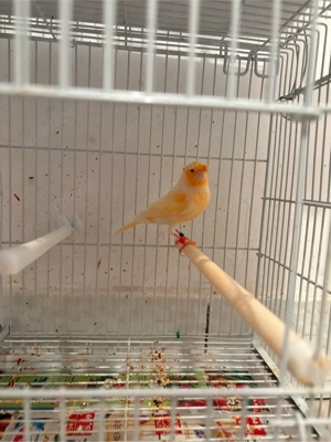 Vand Canar Arlechin Portughez - imagine 4