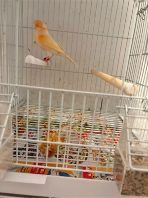 Vand Canar Arlechin Portughez - imagine 3