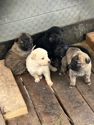 catelusi talie mare - imagine 4