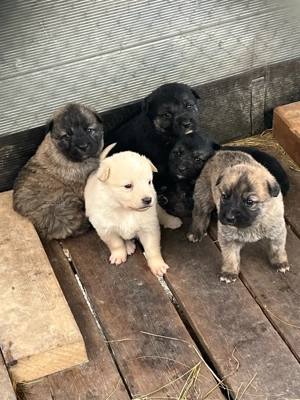 catelusi talie mare - imagine 3