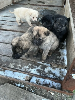 catelusi talie mare - imagine 2